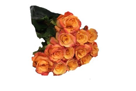 Orange Roses - 40 / 50 cm Pack 100