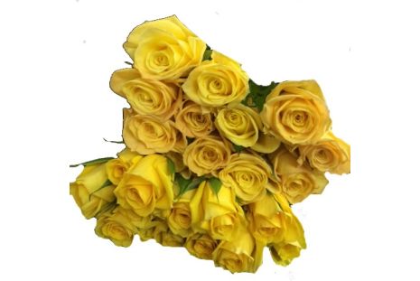 Yellow  Roses - 40 / 50 cm  Pack 100