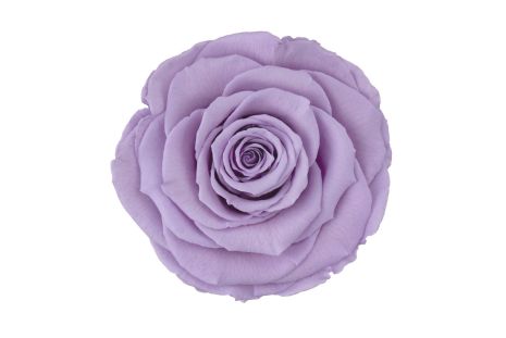Preserved Lavender Roses