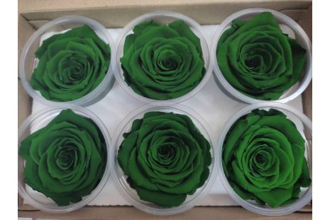Preserved Green Roses