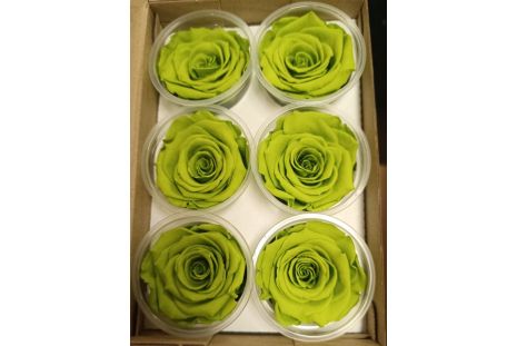 Preserved light Green Roses