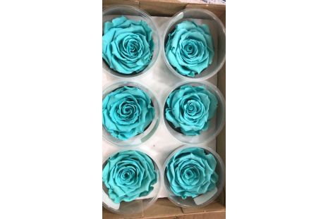 Preserved Tiffany Blue Roses