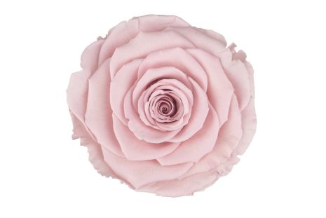 Preserved Blush Pink Roses