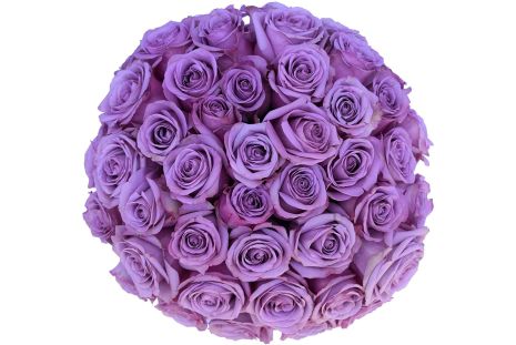 Purple Roses  - 40 cm Pack 125