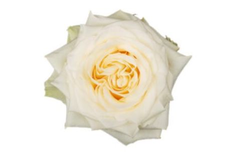 Rose Cream Candle Light