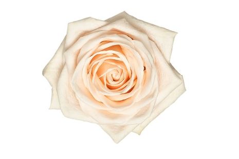 Cream Rose Soul