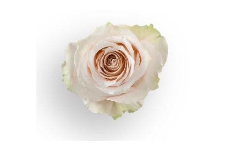 Rose Ivory Lady Eva