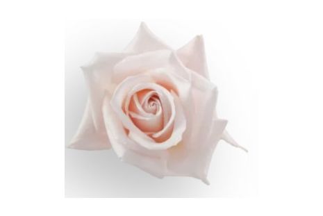 Blush Pink Rose Sweet Akito