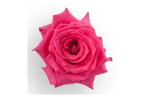 Hot Pink Rose Full Monty