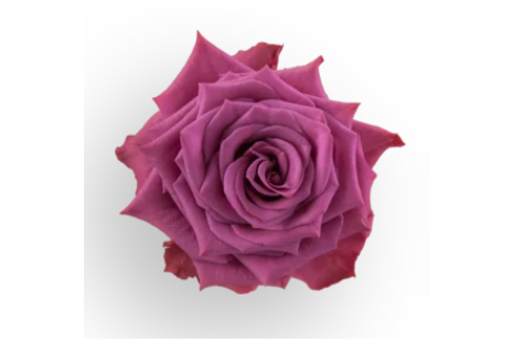 Lavender Rose Blue Berry