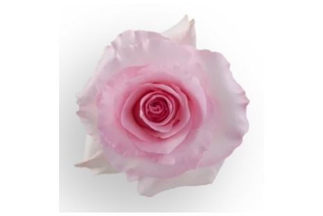 Light Pink Rose Christa