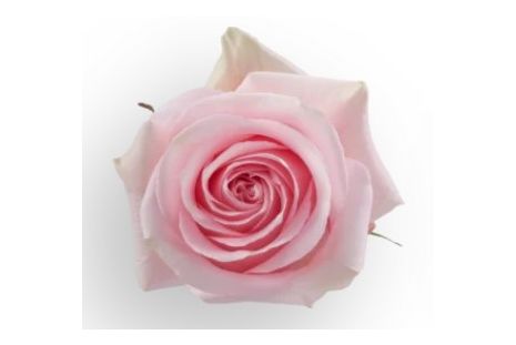 Light Pink Rose Luciano
