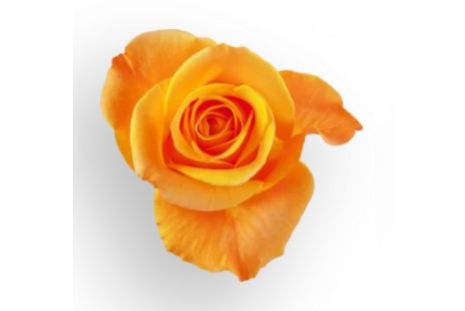 Orange Rose Aloha