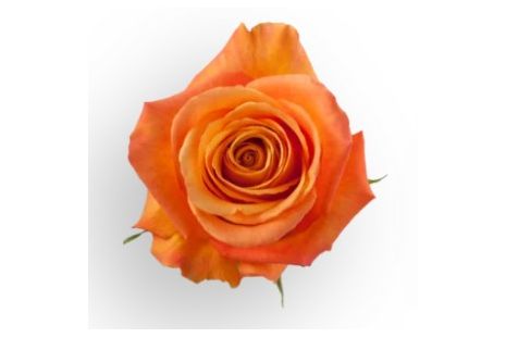Orange Rose Confidential