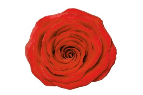 Orange Rose Nina