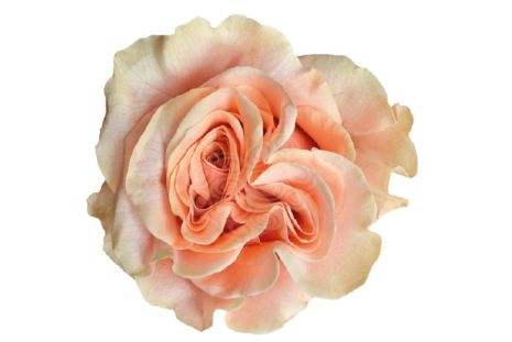Peach Rose Phoenix