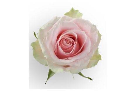Pink Rose Fruteto