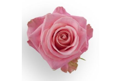 Pink Rose Hermosa