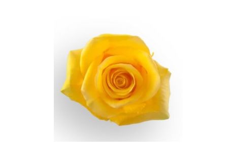 Yellow Rose Momentum