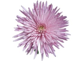 spider mum — lavender
