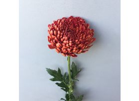 Cremon - Virginia Red