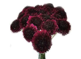 Scabiosa burgundi