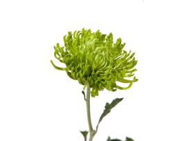 spider mum — green
