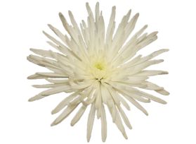 spider mum — white