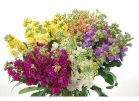 Stock Double Assorted