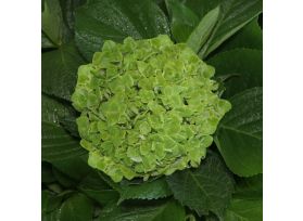 Hydrangea Emerald