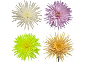 spider mum — assorted