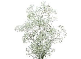 Gypsophila Mirabella