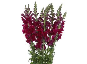 Snapdragon burgundy
