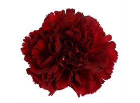 Carnation Burgundy