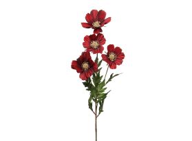 Cosmos