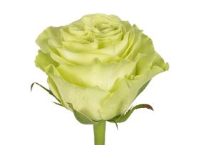 Green Rose Green Tea