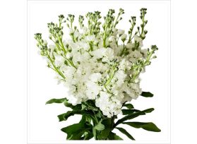 Stock Double White