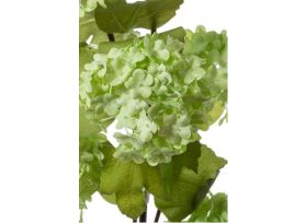 Viburnum - green