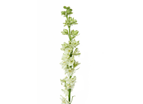 Larkspur — white