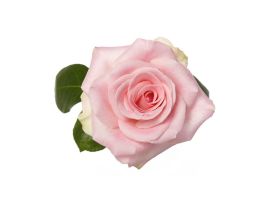 Light Pink Rose Sophie