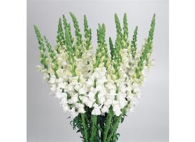 Snapdragon white