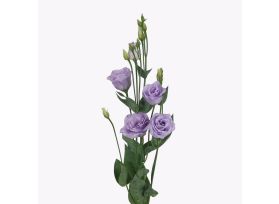 Lisinthus - lavender