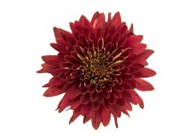 Cremon - Magna Red