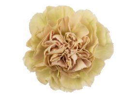 Carnation Putumayo
