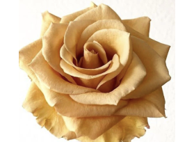 Garden Rose Combo