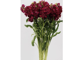 Stock Double Burgundy