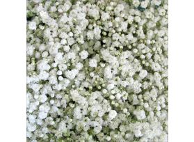 Gypsophila Million Star