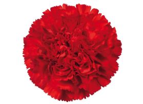 Carnation Red