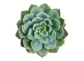 Succulents Assorted  3" - 4