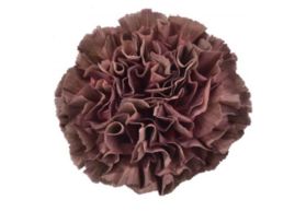 Carnation Cooper Extasis
